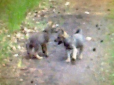 Ein Screenshot aus dem Video zeigt zwei der mindestens drei Wolfswelpen auf dem Truppenübungsplatz Munster in der Lüneburger Heide.