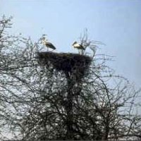 Storchennest in Niedersachsen