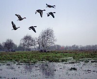 Gänse im Flug