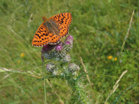 Boloria Aquilonaris