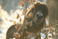Exmoorpony im Hutewald