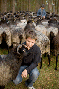 Junge mit Heidschnucken