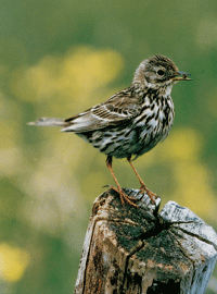 Naturpark Steinhuder Meer