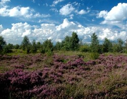Heide