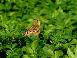 Ortolan