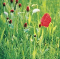 Mohn