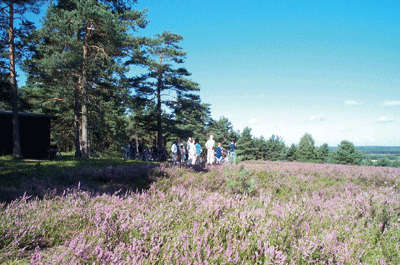 Südheide