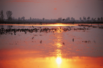 Sonnenuntergan im Dümmer