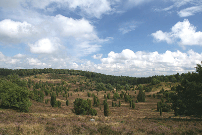 Lüneburger Heide