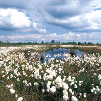 Fruchtendes Wollgras im Bargerveen