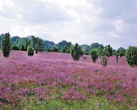 Heidelandschaft @Fotolia.de/ Fabian Spring