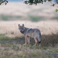 Ein Wolf auf dem Truppenübungsplatz in Munster @Jürgen Borris