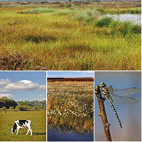 Niedersächsische Moorlandschaften