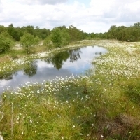 Moorlandschaft mit Wollgras