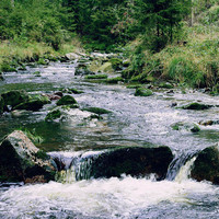 Wasserlauf im Harz