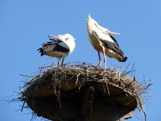 Natürlich Niedersachsen