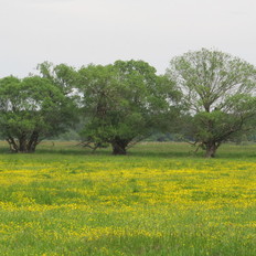 Natürlich Niedersachsen