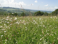 Blumenwiese