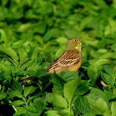 Ortolan