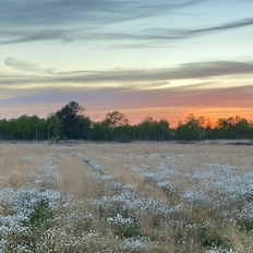 Moor im Sonnenaufgang