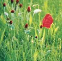 Klatschmohn auf dem Feld