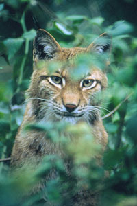 Luchs