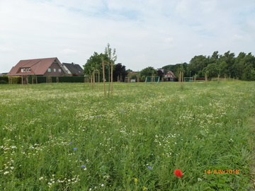 Blünde Wiese, mit Obstbäumen. Im Hintergrund sind Häuse zu sehen.