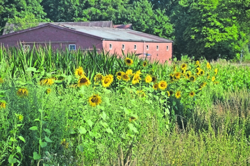 Blühstreifen mit Sonnenblumen. Im Hintergrund befindet sich ein Haus.