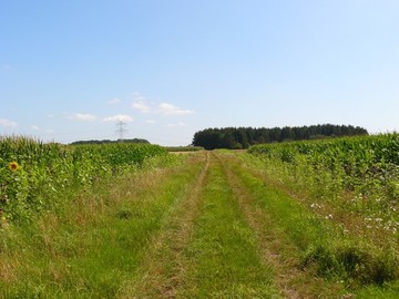 Als Ergebnis ist sind auf beiden Seiten des Weges eine dichtes Wachstum von insenktenfreundlichen Pflanzen zu sehen.