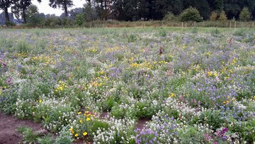 Bunt blühenede Wiese