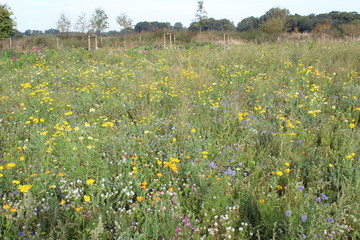 Bunt blühende Wiese