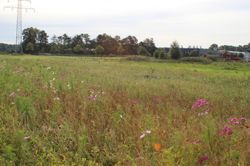 Blühfläche, im Hintergrund sind Geaswiesen, Häuser und Bäume zu sehen.
