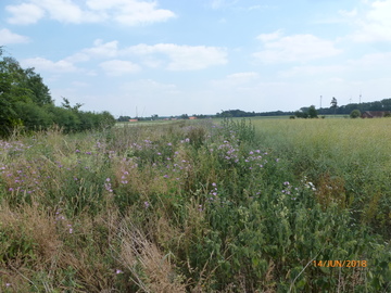 Blühfläche. Links sind Büsche und rechts befindet sich ein Feld. Weit im Hintergrund sind Häuser und Bäume.