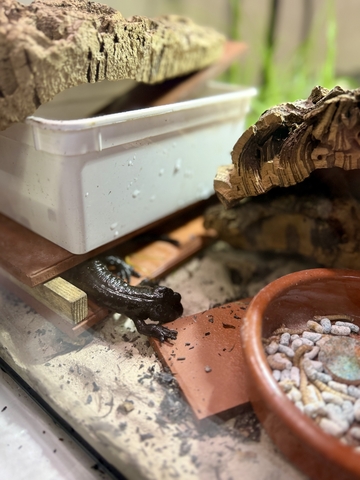 Salamander