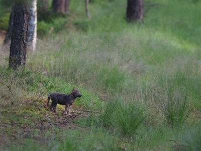 Wolfswelpe im Wendland