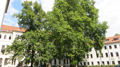 Die Platane im Innenhof des Ministeriums