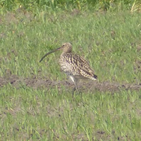 Vogel auf Wiese, Bildrechte S. Häring-Strotkötter