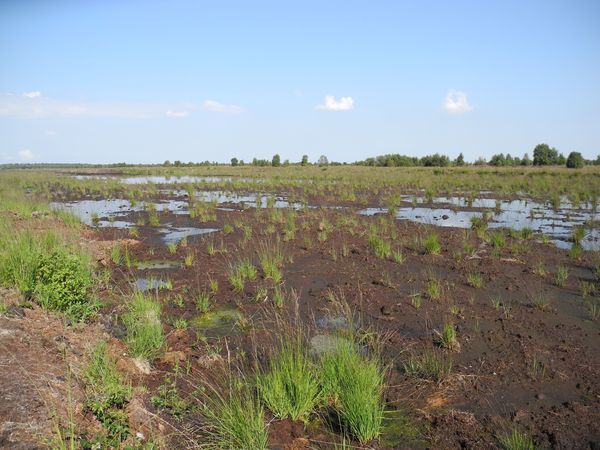 Behrumerfehner Moor