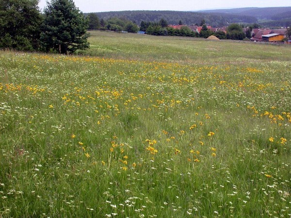 Bergwiese Garve