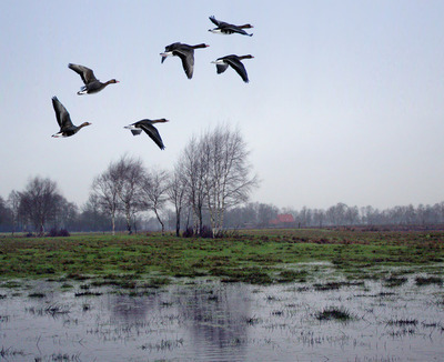 Gänse im Flug