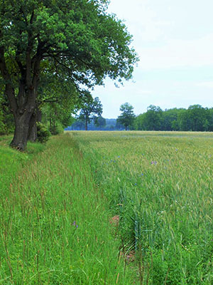 Landschaft für den Ortolan