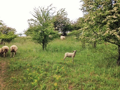 Naturschutzgerechte Weidenutzung