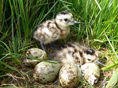 Küken des Großen Brachvogels, Bildrechte A. Schoppenhorst