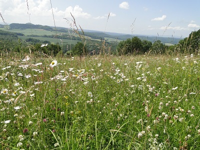 Blumenwiese Scheden LPV Göttingen