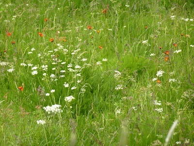 Wiese bunt