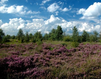 Heide