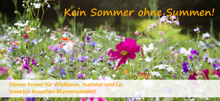 Kein Sommer ohne Summen