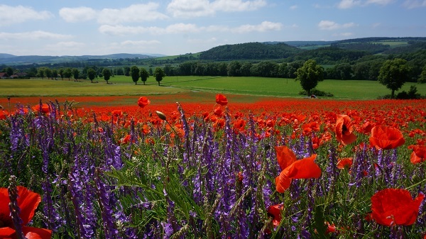 Feinblättrige Wicke (Vicia tenuifolia) mit Klatschmohn (Papaver Rhoeas) in Reckershausen bei Göttingen