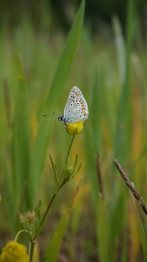 Ackerhahnenfuß (Ranunculus arvensis) mit Hauhechel-Bläuling (Polyommatus icarus)