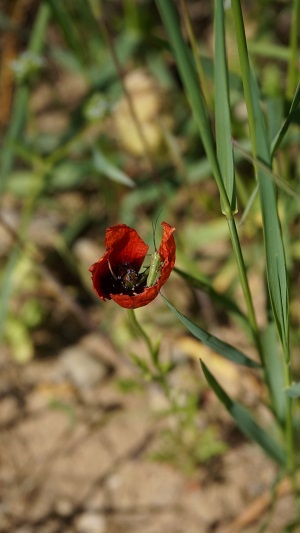 Sand-Mohn (Papaver argemone)